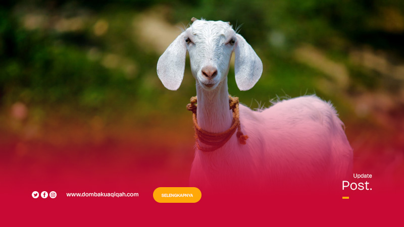 Aqiqah-Praktis-dan-Kambing-Guling-Halal Aqiqah-Praktis-dan-Kambing-Guling-Halal